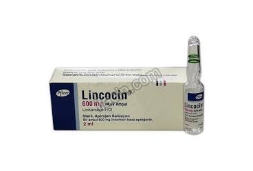 LINCOCIN 600 MG/2 ML IM/IV ENJEKSIYONLUK COZELTI (1 AMPUL) görseli